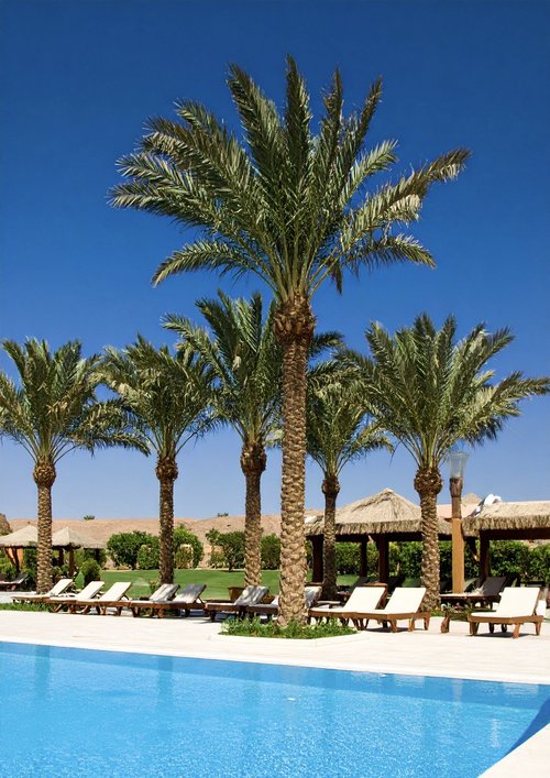 Date Palm