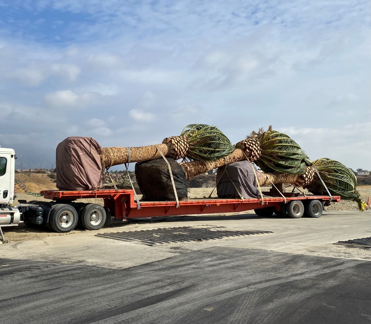 Coastline Palms transportation trailer carrying palm trees