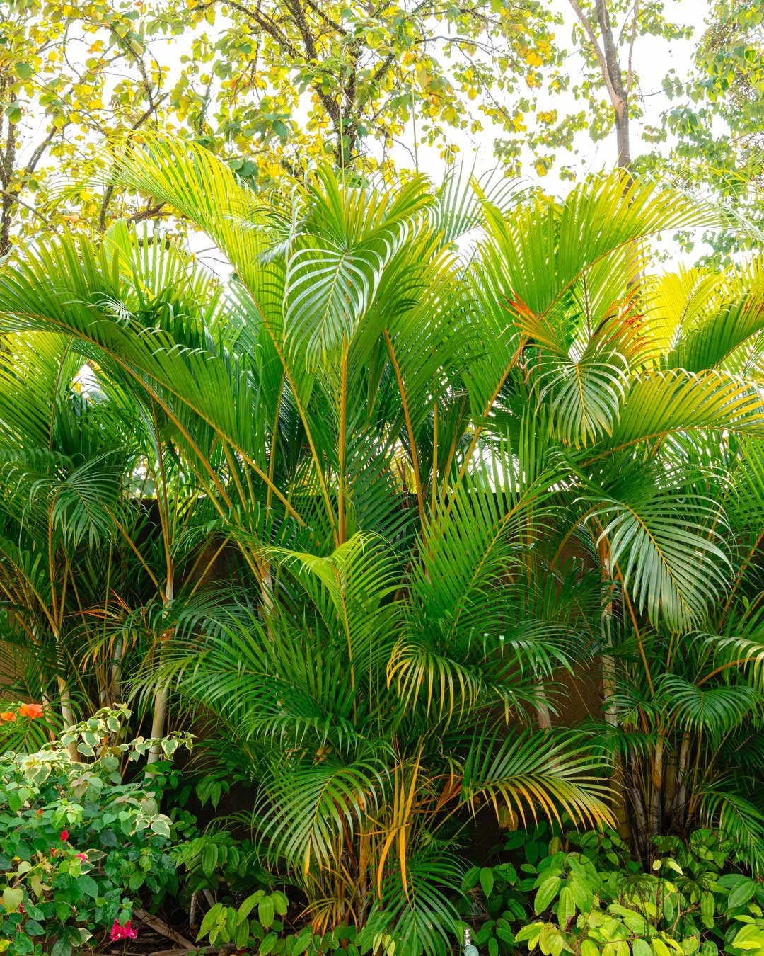 Areca Palm dense foliage