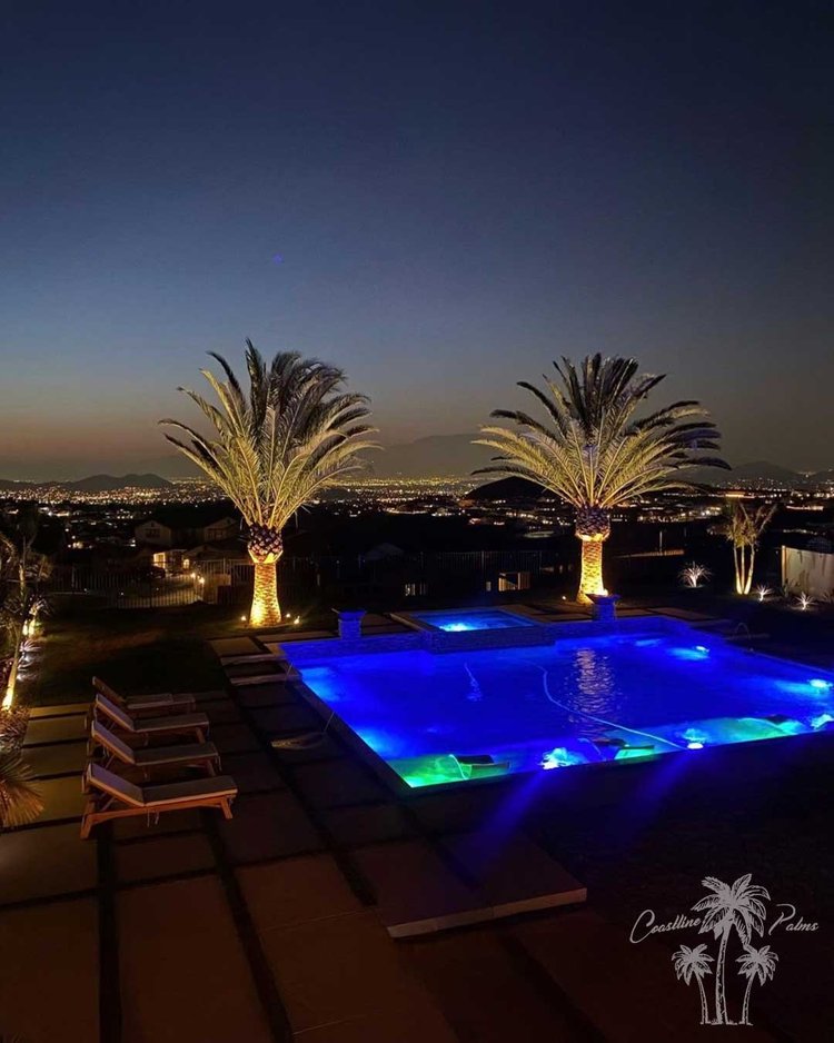 Canary Island Palm poolside