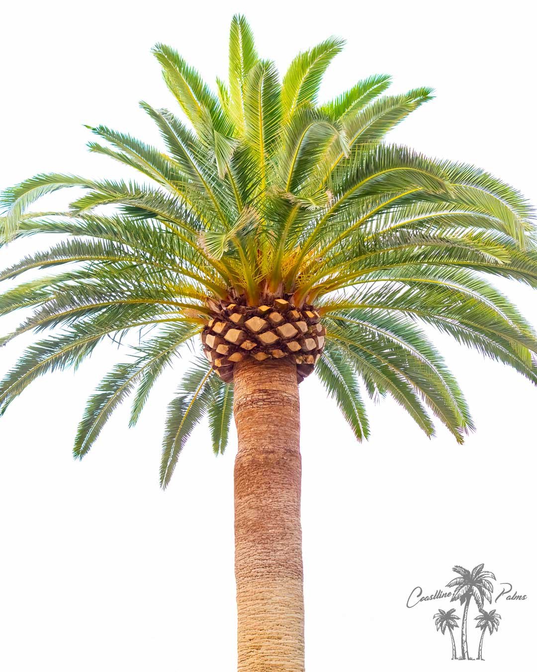 Canary Island Palm / Pineapple Palm