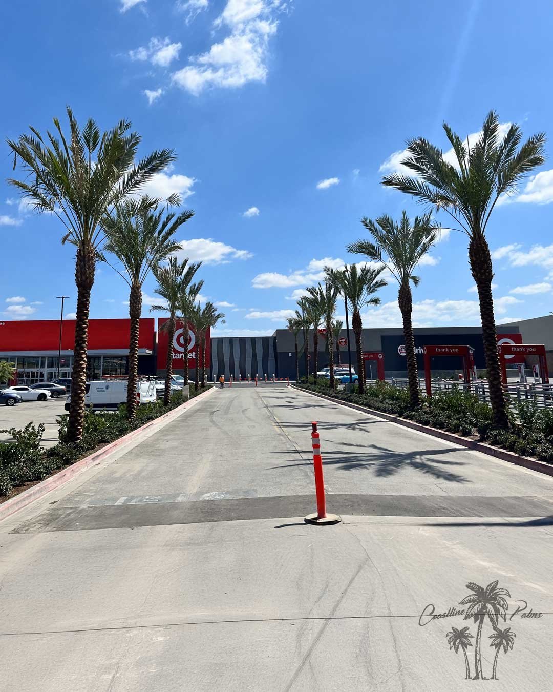 Date palm driveway installation