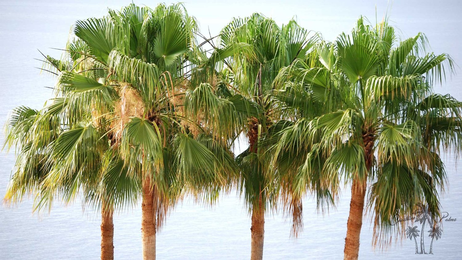 Hollywood Fan Palm cluster