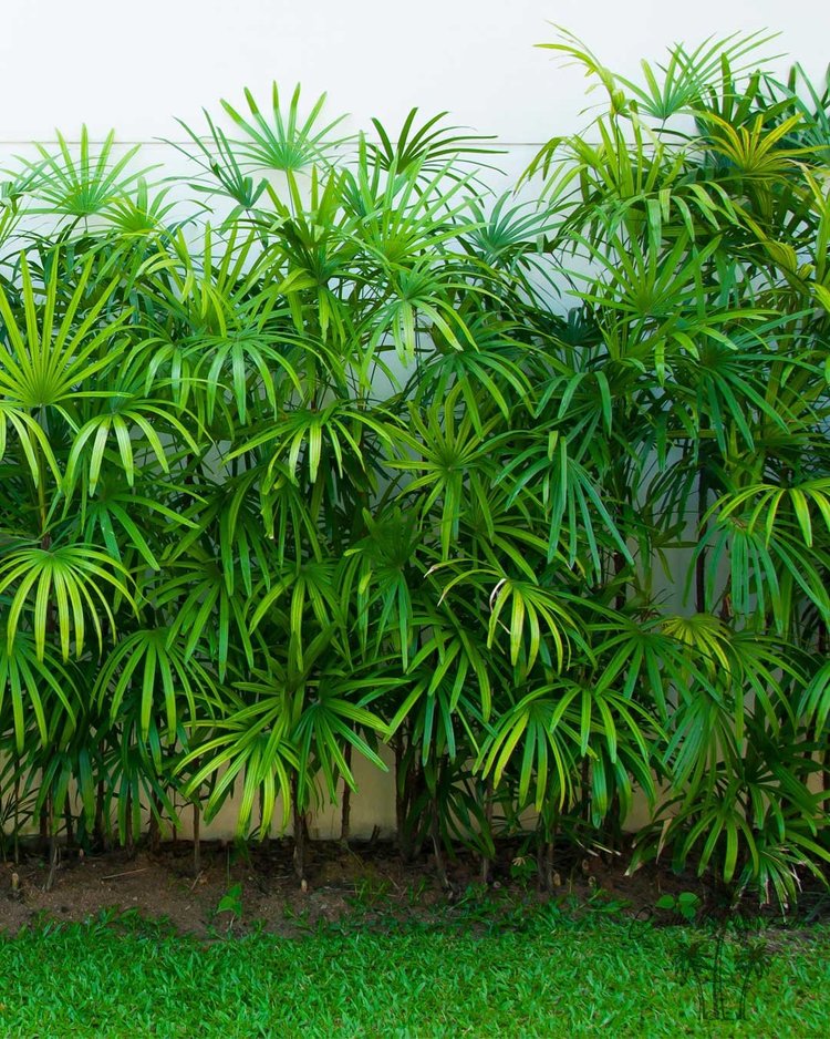 Lady Palm hedge left