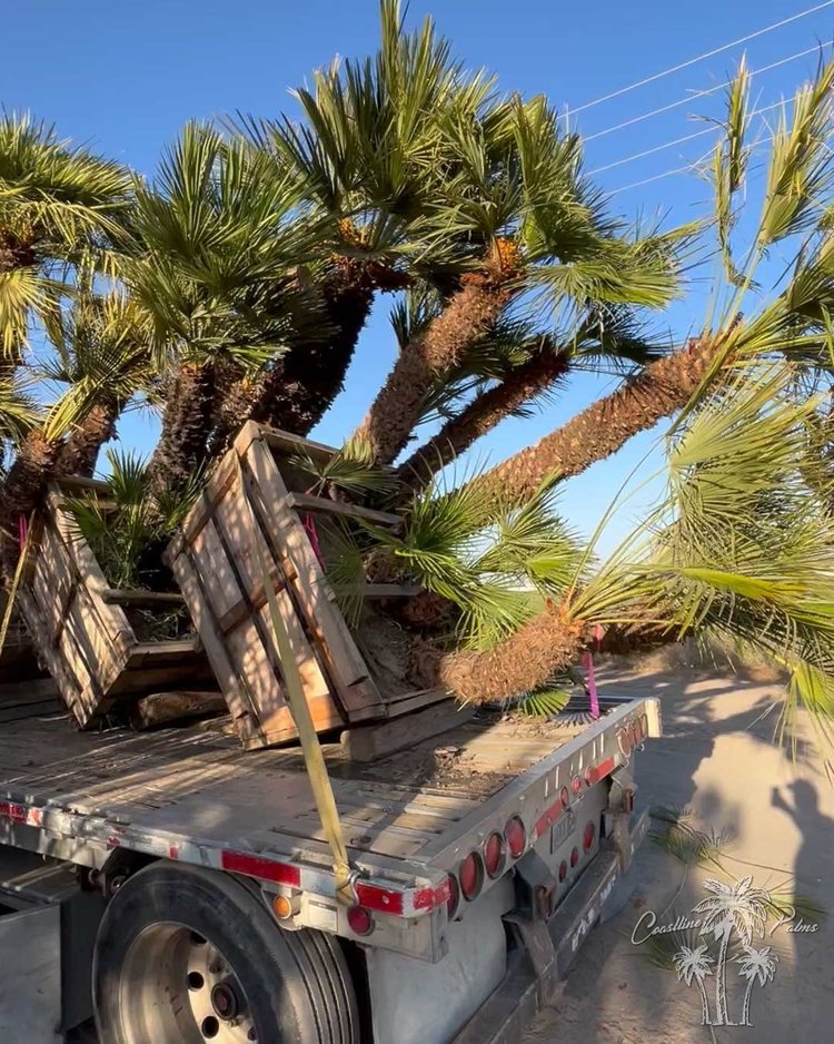 Mediterranean Fan Palm installation