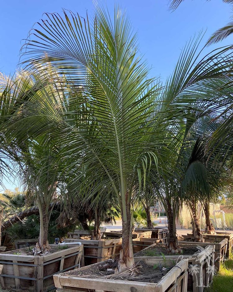 California Coconut Tree