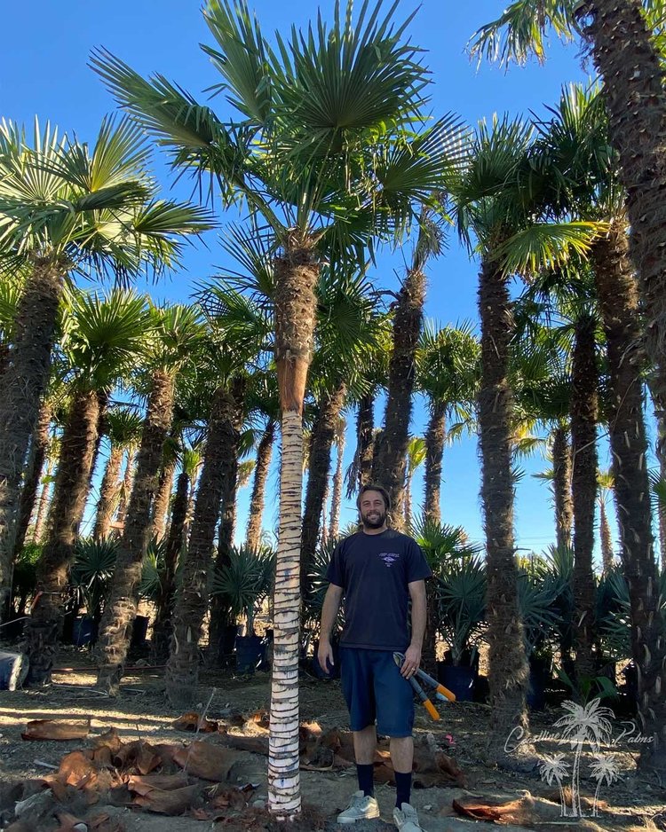 Windmill Fan Palm nursery row